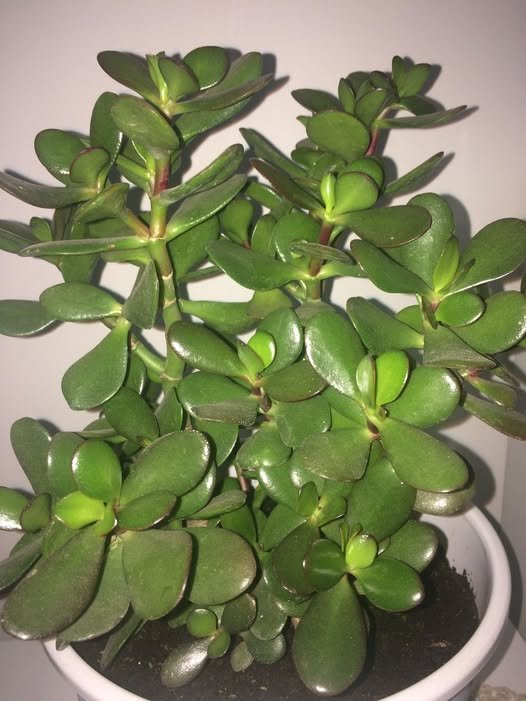 Planta de Jade
