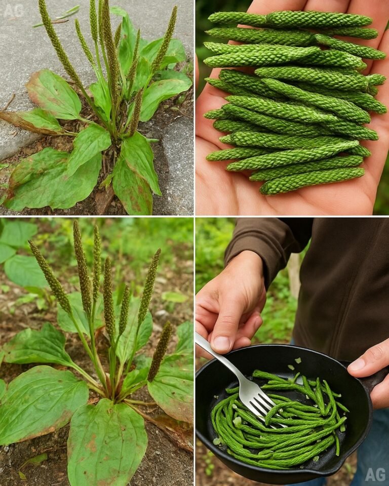 Nunca pise nessa planta ela é considerada uma 'mina de ouro'