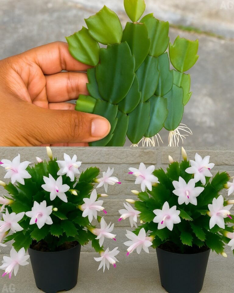 Seu cacto não dá flor? Vou te contar uma segredo