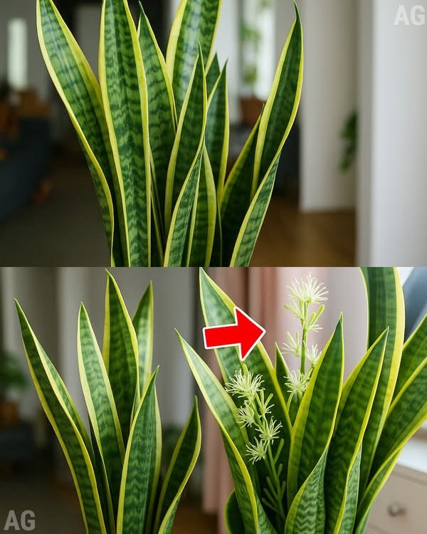 SEGREDO sobre a ESPADA de SÃO JORGE LP