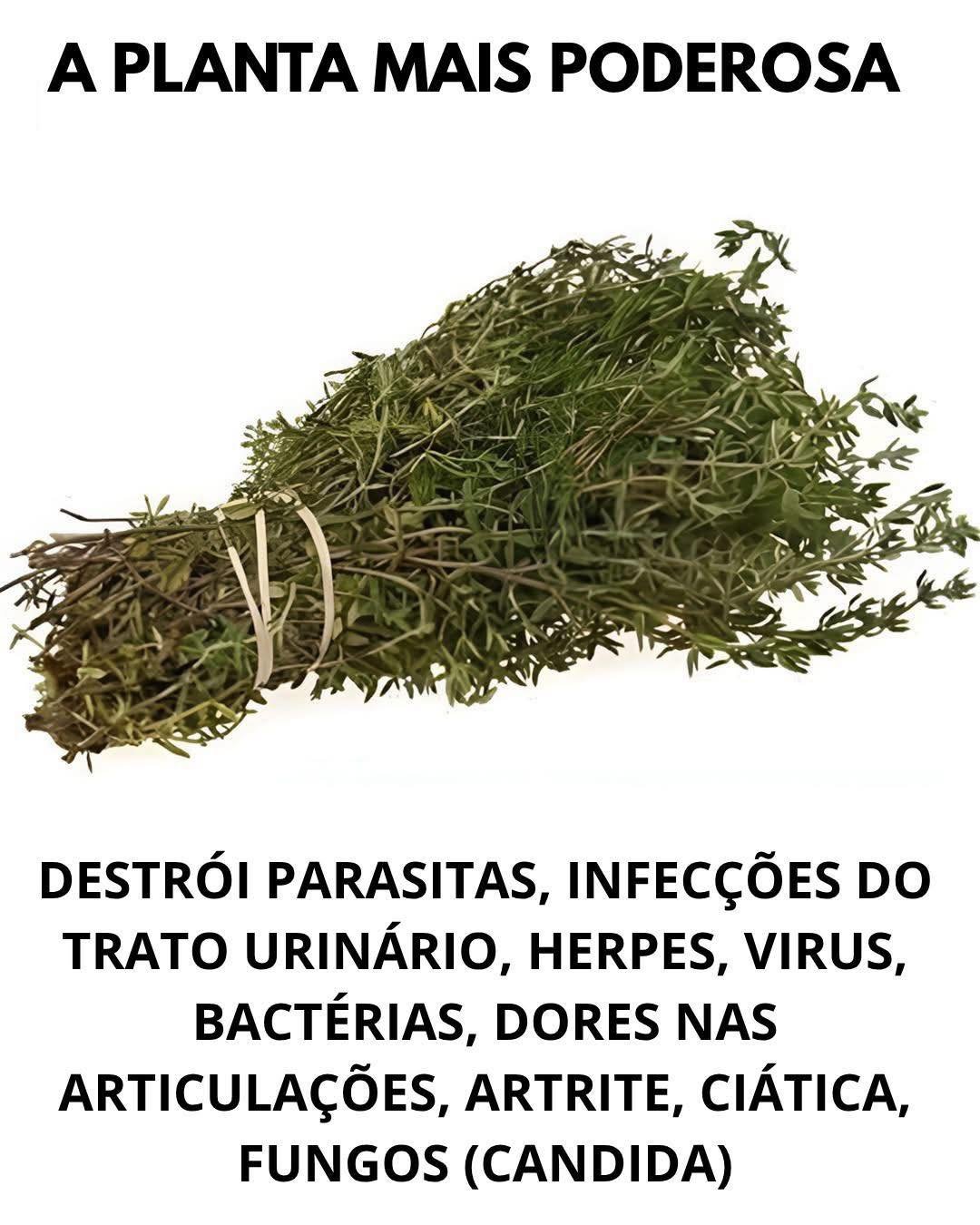 A planta mais poderosa que destrói parasitas infecções do trato urinário vírus, bactérias e fungos