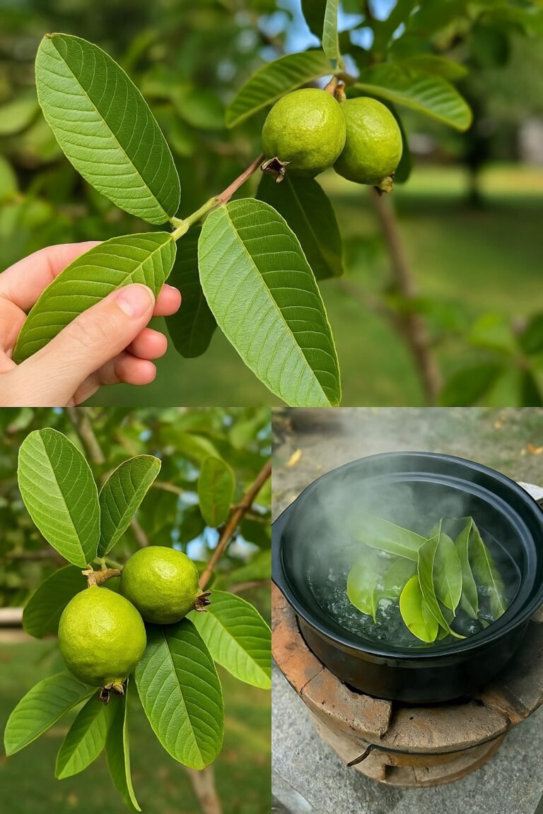 Se você ver esta árvore está diante de ouro e nem sabe disso
