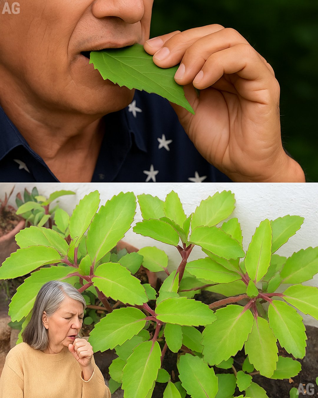 A maioria das pessoas não conhece o poder desta simples planta milagrosa de quintal
