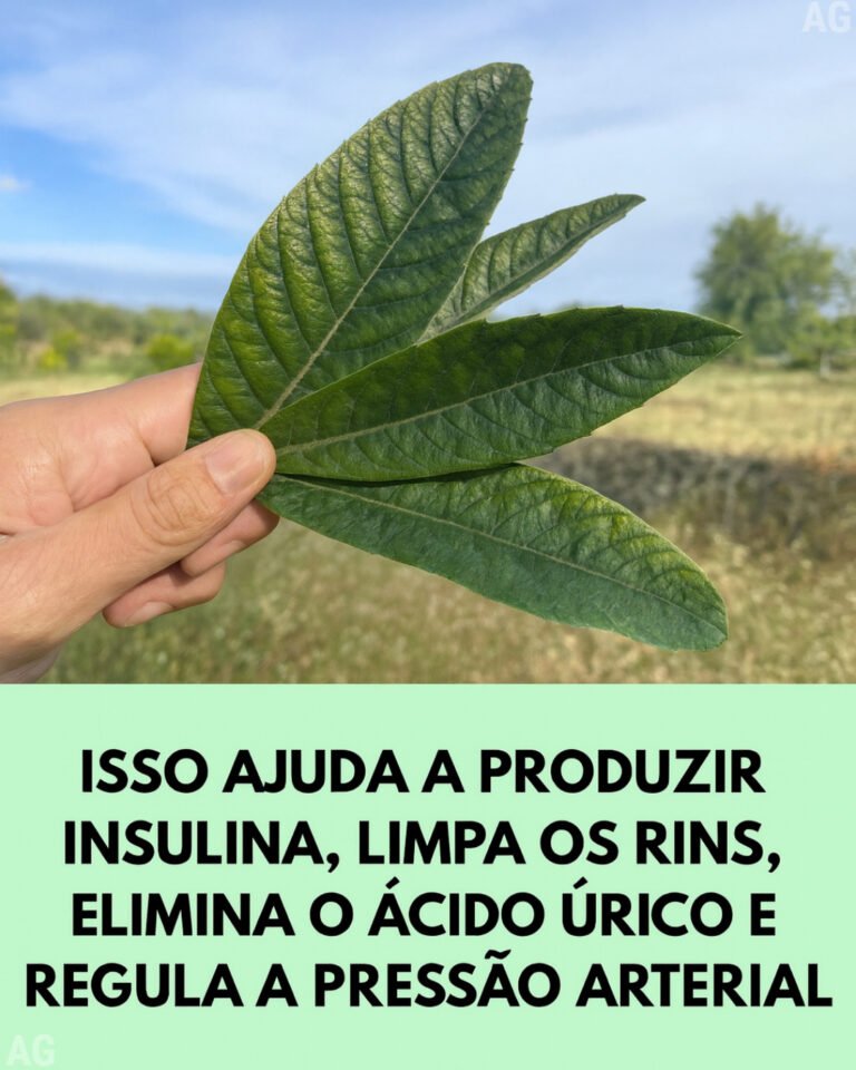 Esta folha ajuda a produzir insulina limpar os rins eliminar o ácido úrico e regular a pressão arterial