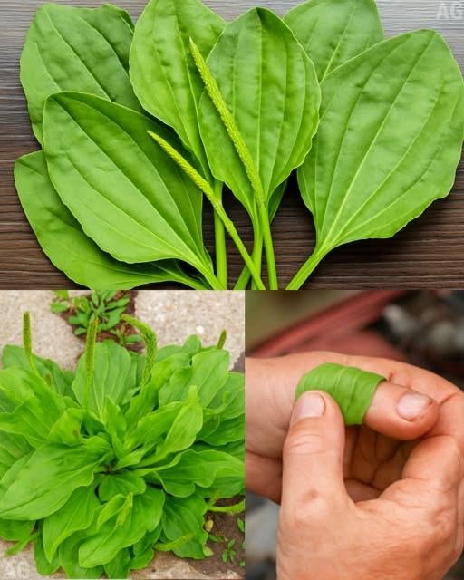 O Poder oculto de Plantago Major