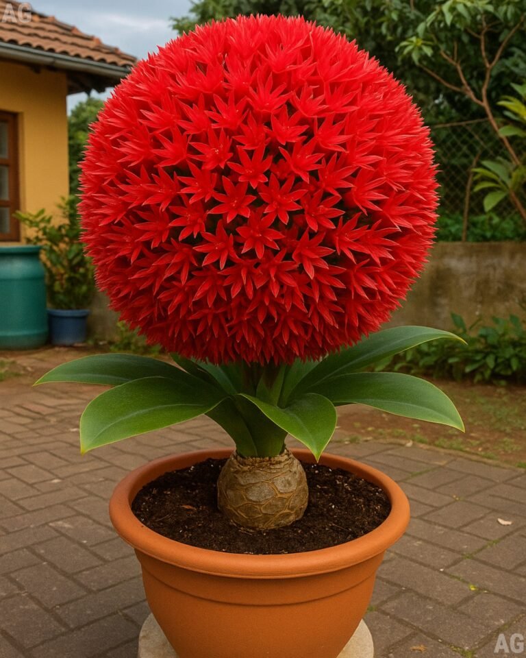 Lírio bola de fogo