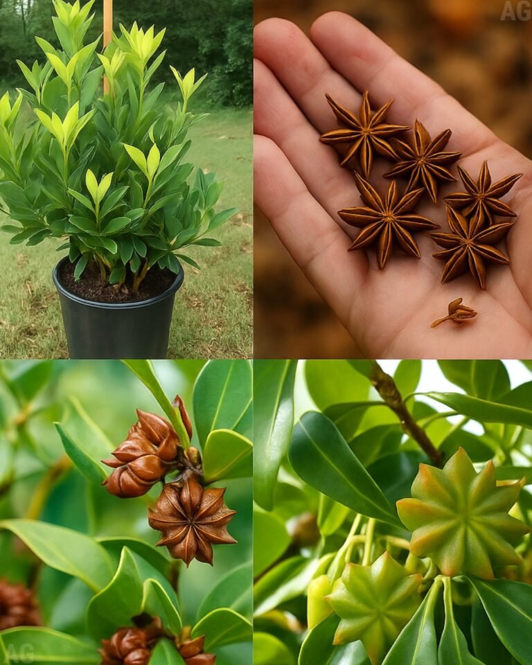 Da semente à especiaria como cultivar anis em casa (em vasos)