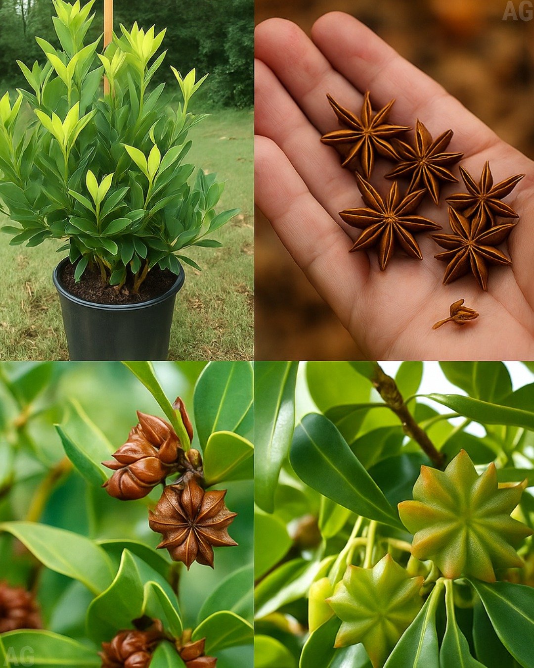 Da semente à especiaria como cultivar anis em casa (em vasos)