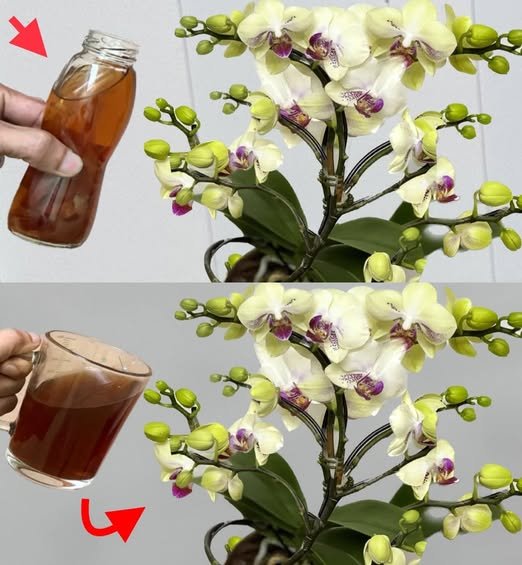 Faça isso algumas vezes para que todas as orquídeas floresçam LP