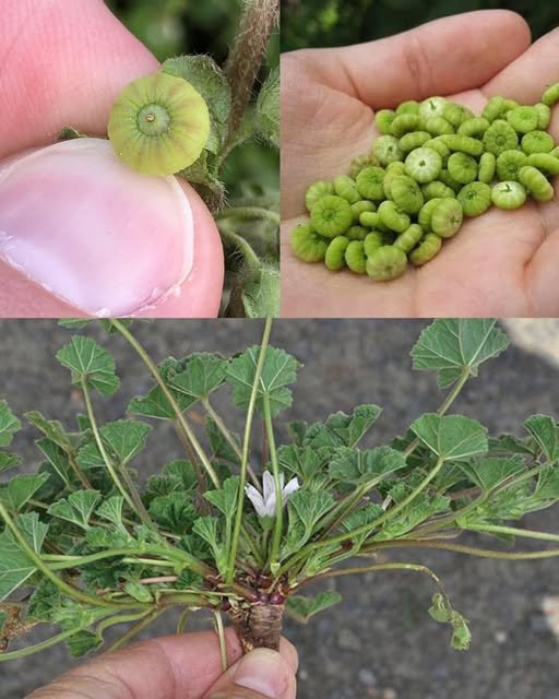 Cresce em todo o lado mas a maioria das pessoas não faz ideia que esta fruta é um verdadeiro tesouro