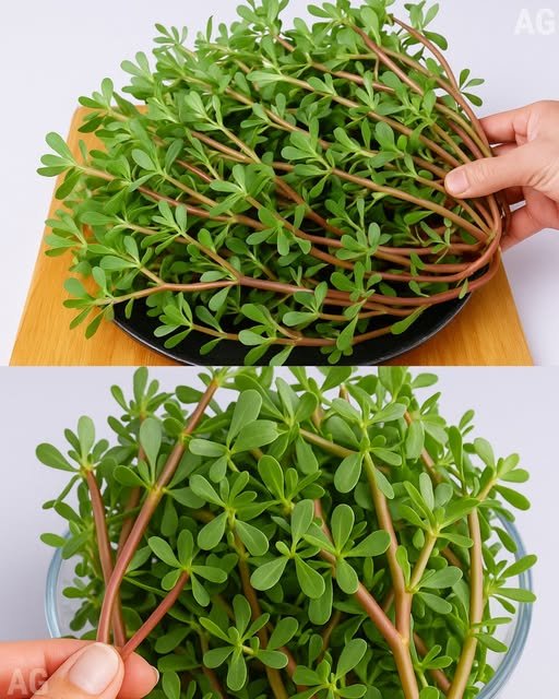 Essa planta é mais gostosa que carne