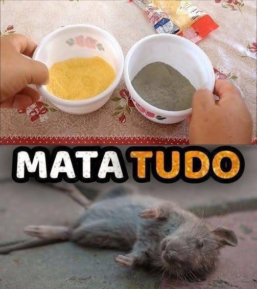 Como eliminar ratos e baratas com apenas 2 ingredientes que você tem