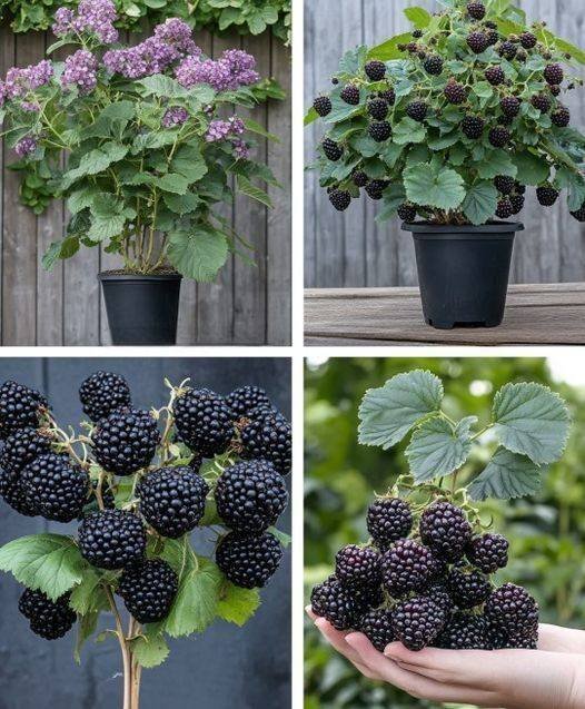 Quer cultivar amoras em casa? Aqui estão as dicas essenciais para ter uma colhe